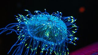 25 Creatures That Glow In The Dark: Nature's Most Beautiful Light Show screenshot 1
