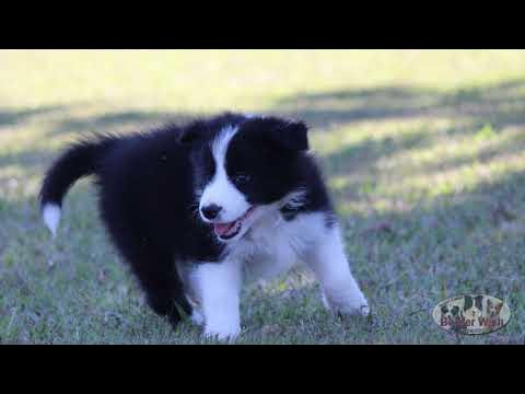 Canil Best Border Collie