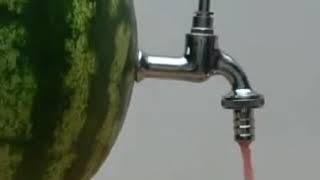 Water Melon Tap