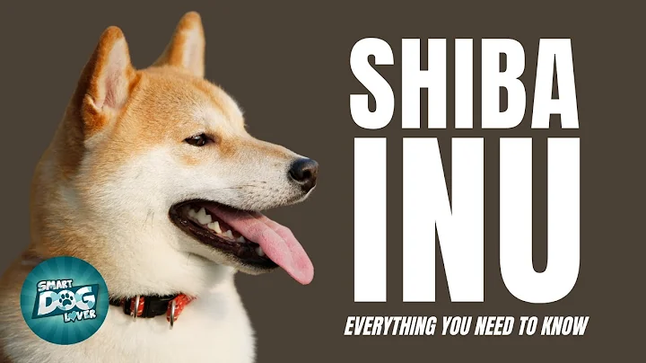 Shiba Inu Dogs 101 - Small Dog Big Attitude - DayDayNews