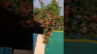 దేవుడు సృజించినదే అద్భుతం #akraosongs #biblesongs #jesussongs #newchristiansong #trendingshorts