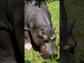 Dublin Zoo - Imani the hippo