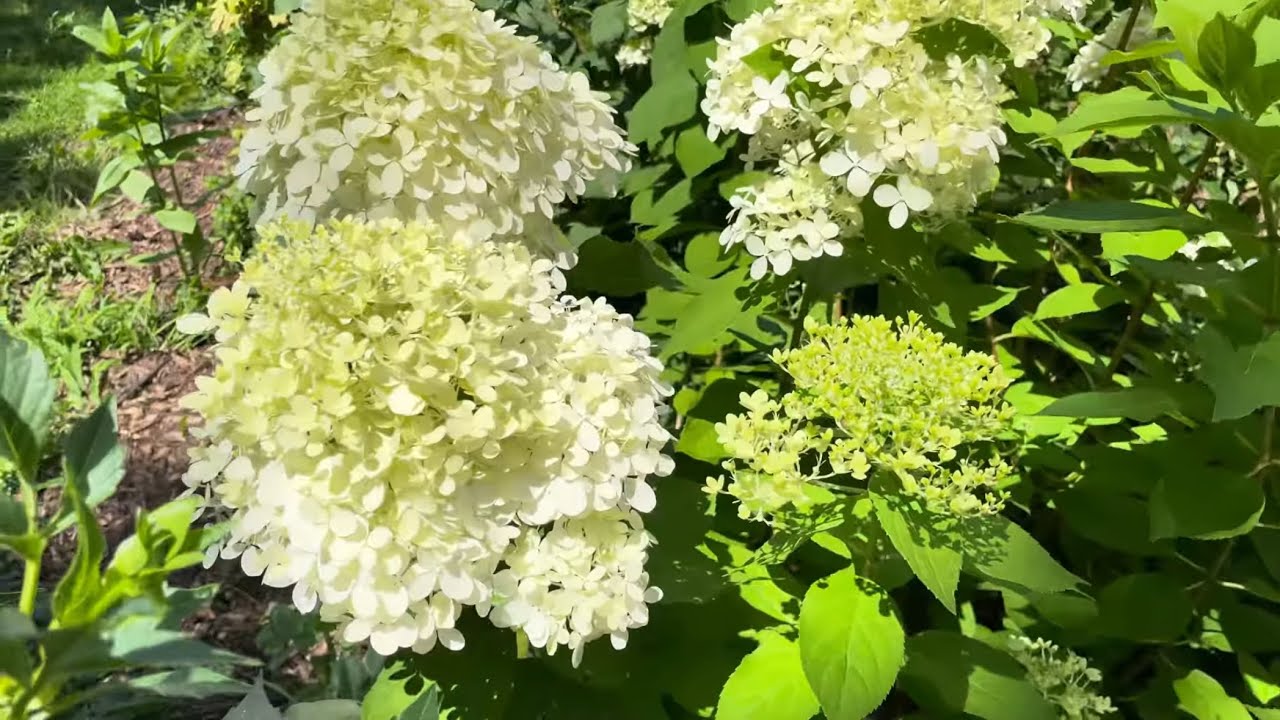 Gopal Baghel ‘Madhu’_ Front and back yard gardens of Toronto home in summer_30July 2021