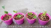 桜 挿し木 Youtube