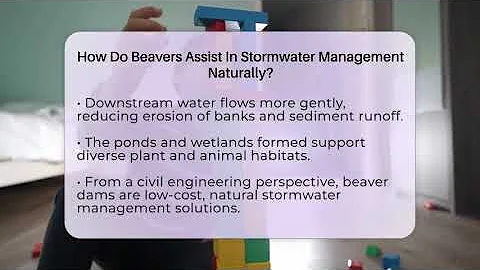How Do Beavers Assist In Stormwater Management Naturally? - Civil Engineering Explained