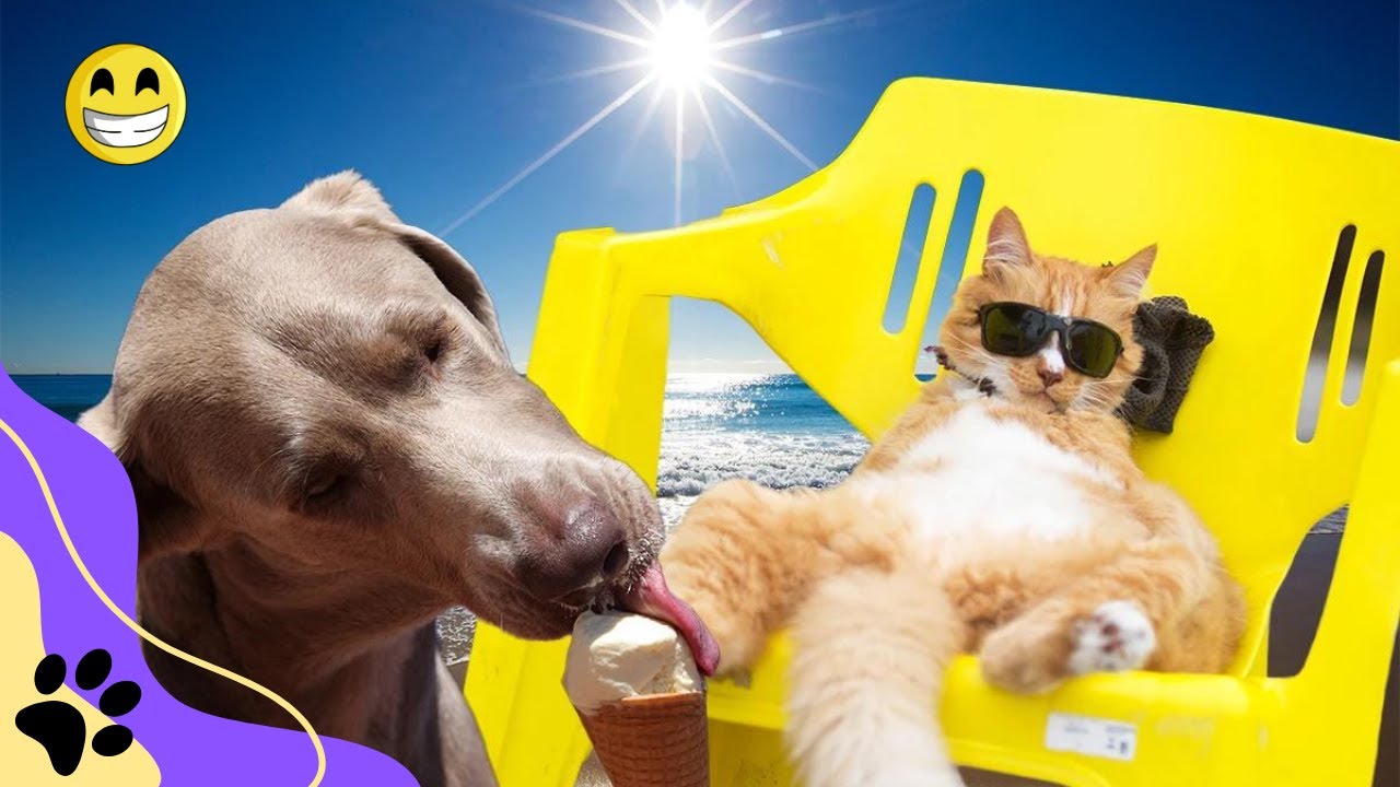 Best Funny Cats And Dogs 4 Cats Or Dogs YouTube