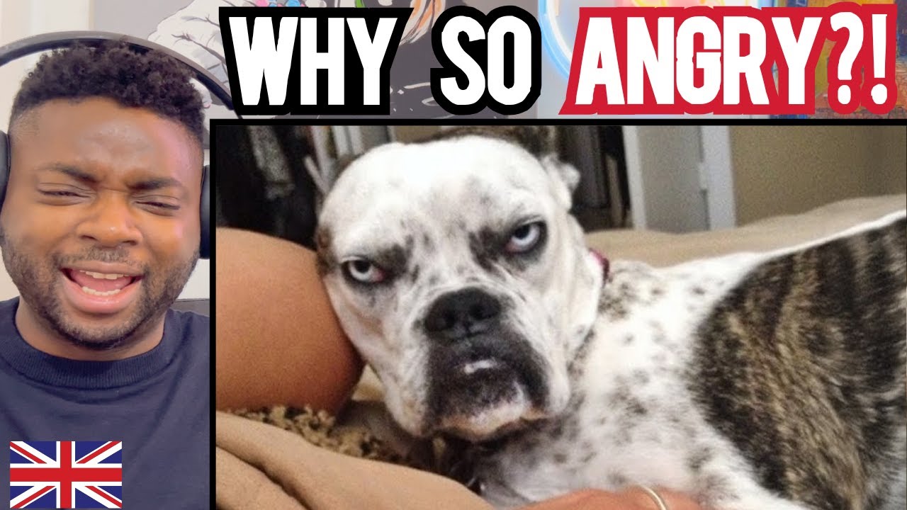 I Can't Stop Laughing at These Sassy Dogs (British Guy Reacts)