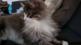 Norwegian Forest Cat: Eddie & Odin 'The Couch Incident'