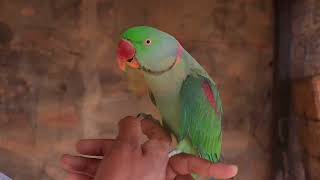 Raw green talking parrot bird/ Sun conure beautiful parrot birds/Australian parrot birds#viral. by Birds Lover  78 views 4 weeks ago 1 minute, 23 seconds