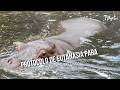 Protocolo de eutanasia para hipopótamos en Colombia - TvAgro por Juan Gonzalo Angel