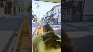 funny cat #shorts