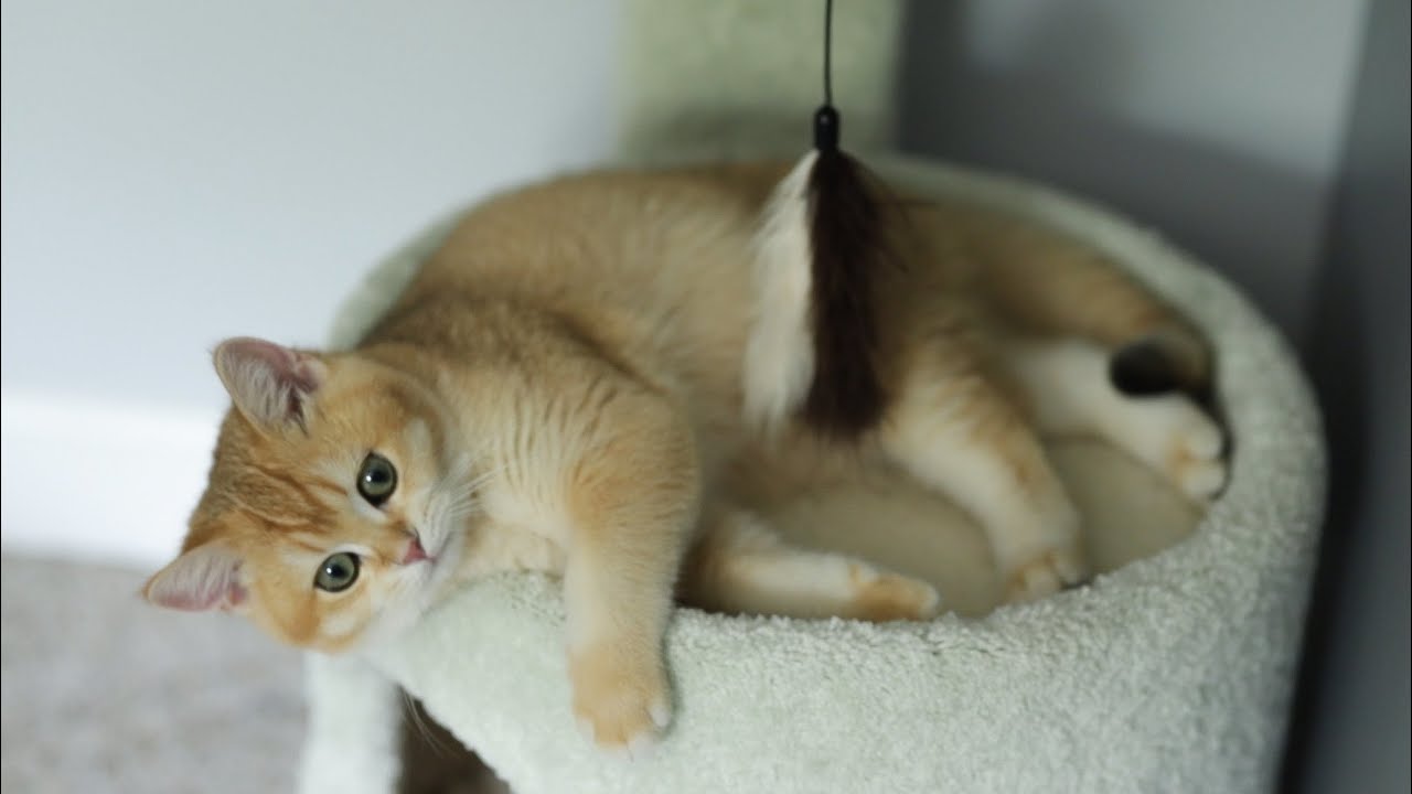 Kitten British Shorthair Golden 4 Months Old 🥰