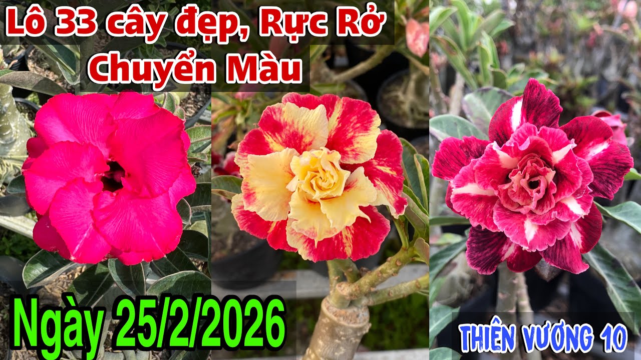 Ngày 25/2 - Lô 33 cây sứ Thái đẹp, Hoa Rực Rở, Chuyển Màu ☎️ 070.2727.998 Trung Lê 