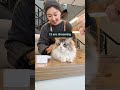 A Day in the Life of a Luxury Cat Hotel | Paws Hotel @PawsHotelCattery