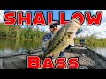 Fishing Shallow Cover For Big Bass! ( Jigs , Spinnerbaits, And Flukes )