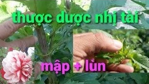 Cận cảnh thược dược nhị tài thân to chiều cao ngang ngực
