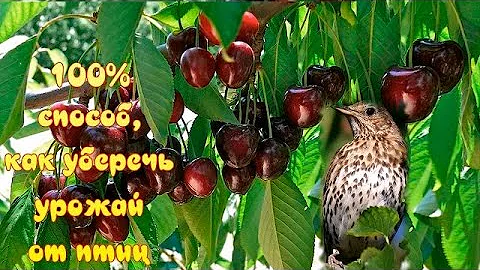 Наконец то мы нашли 100% способ защиты ЯГОД от нашествия птиц и в этом году собрали весь урожай