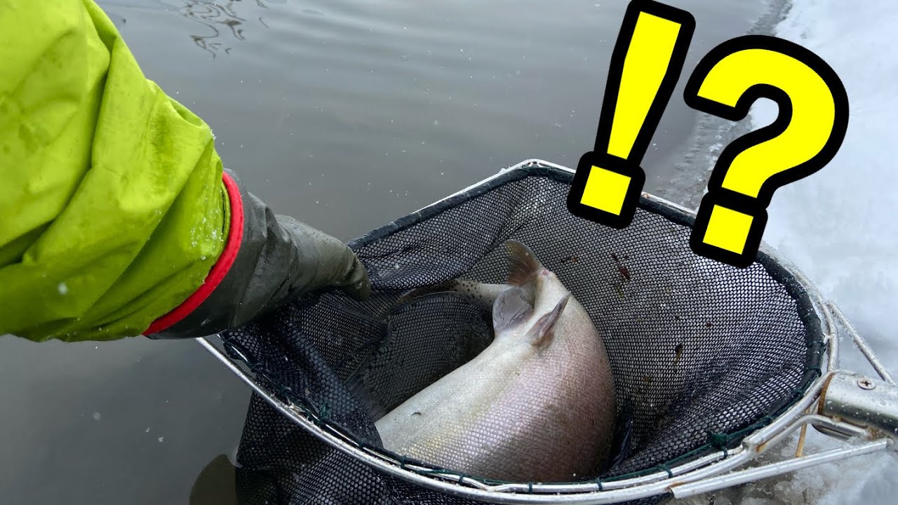 用水路にはとんでもない怪物が潜んでいた