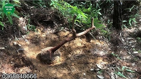 Sim rừng dáng trực bay lắc.Hoa bạn và tôi