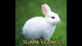 rabbit sound / suara kelinci