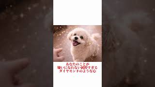 犬が「飼い主を世界一愛してる」ときにする行動５選