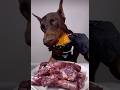 Doberman Wild Feast| Horse Meat Chicken Neck and Egg #dogshorts