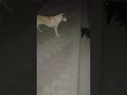 شجار الكلب ضد القط الجزء 2