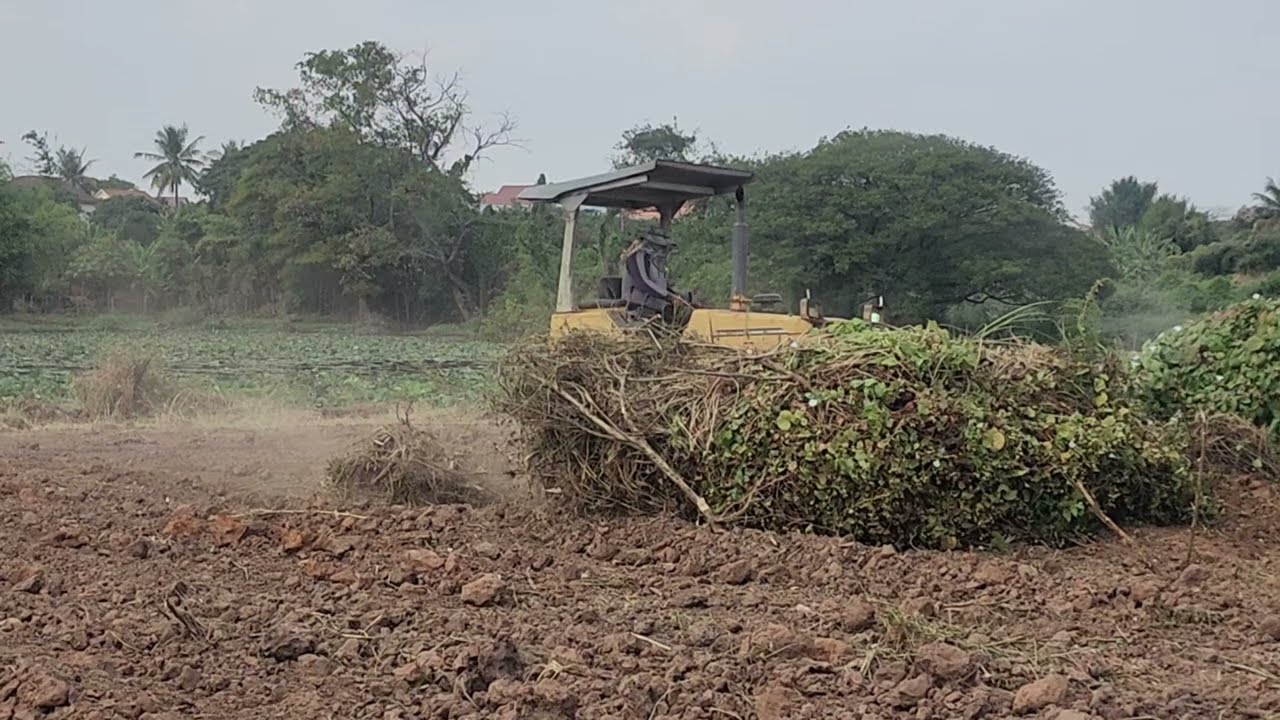 Bulldozer Clearing Plantation for Farming Development