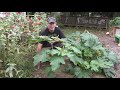 Datura: Moonflower, Devils Trumpet, Jimsonweed, Thornapple.