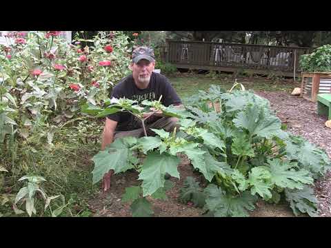 Video: Datura Plant Odling: Information om Datura Trumpet Flower Care