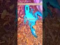 Thailand Gold Scorpion farming 🇹🇭 🦂🌾