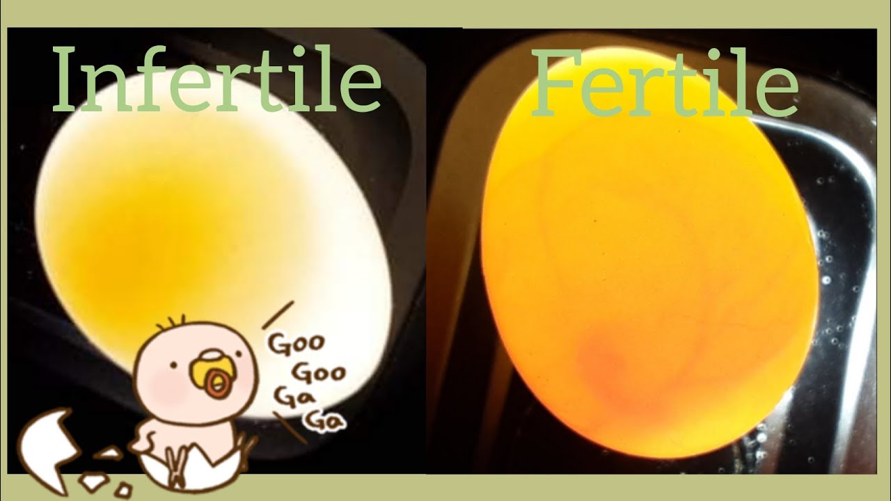 How to candle budgie eggs YouTube