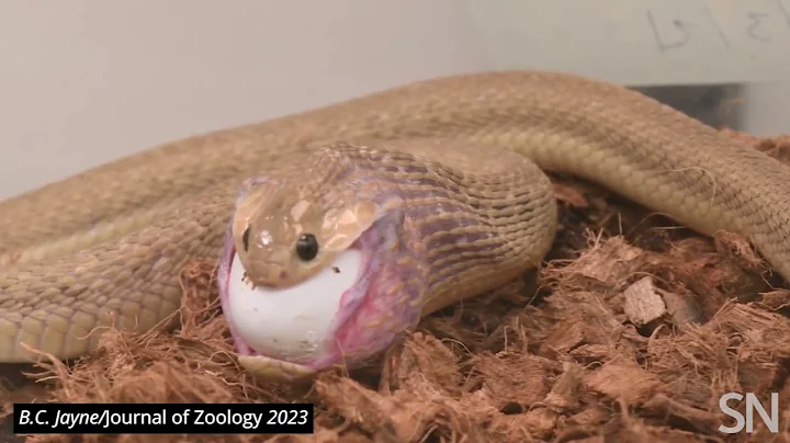 Watch a Gans’ egg-eater snake eat an egg | Science News