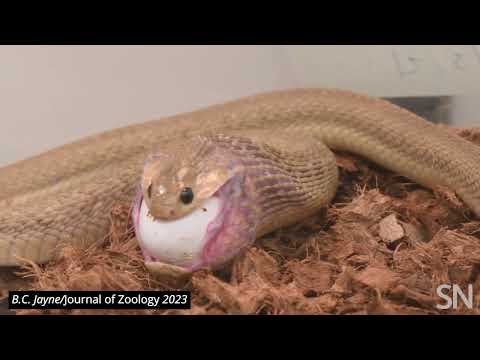 Watch a Gans’ egg-eater snake eat an egg | Science News