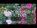 Розы. Прогулка по саду мечты. Очарование и восторг его цветения. Новинки 2021 года.🌹🌹🌹