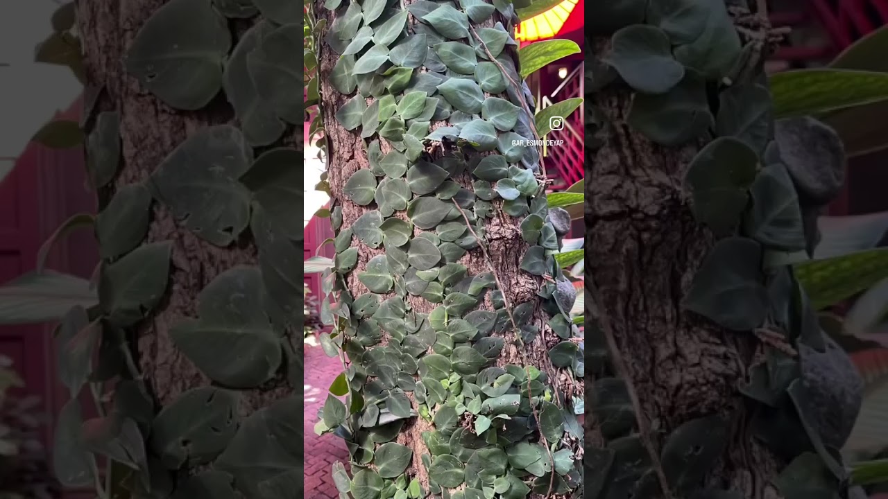 Jim Thompson House, Bangkok 