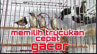 Cara memilih burung trucuk ombyokan