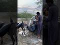 رجل يسكب الماء على حمار عن طريق سحب جرة Viralvideo Animals Donkey
