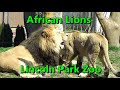 African Lion Pride with 1 year-old cub Pilipili at Lincoln Park Zoo Chicago April 2023