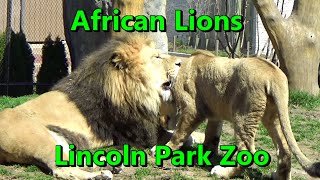 African Lion Pride with 1 year-old cub Pilipili at Lincoln Park Zoo Chicago April 2023