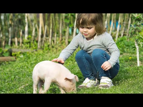 Video: Babi Potbellied: Hewan Terapi Baru