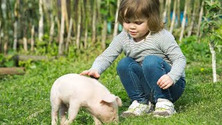 Do Potbellied Pigs Make Good Pets? | Pet Pigs