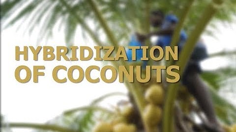 Hybridization of Coconut Palms - 9148152790