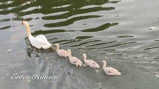 Weißer Schwan Mit Küken P. Platz