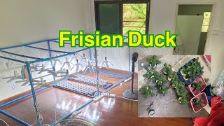 Ep.1 ลงเมล็ดกัญชา ชุดที่ 3 สายพันธุ์ Frisian Duck เป็ดม่วง เอกลักษณ์ทรงใบคล้ายเท้าเป็ด กลิ่นดอกหอม