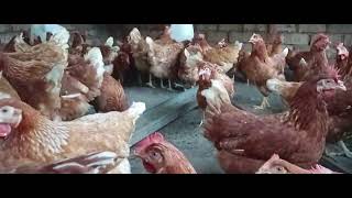 Kutip telur ayam. Santai petang minggu. Ayam lohman brown