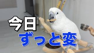 ゆきまる氏、今日は明らかにテンションが違った