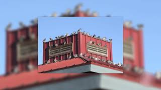 Introduction to Plastic Bird Spikes