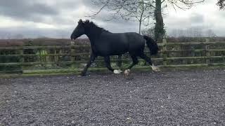 Ad ref 244339   Video 2