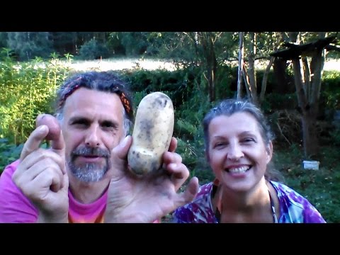 Video: Zkoušeli Jste Pěstovat Kiwi Brambory?